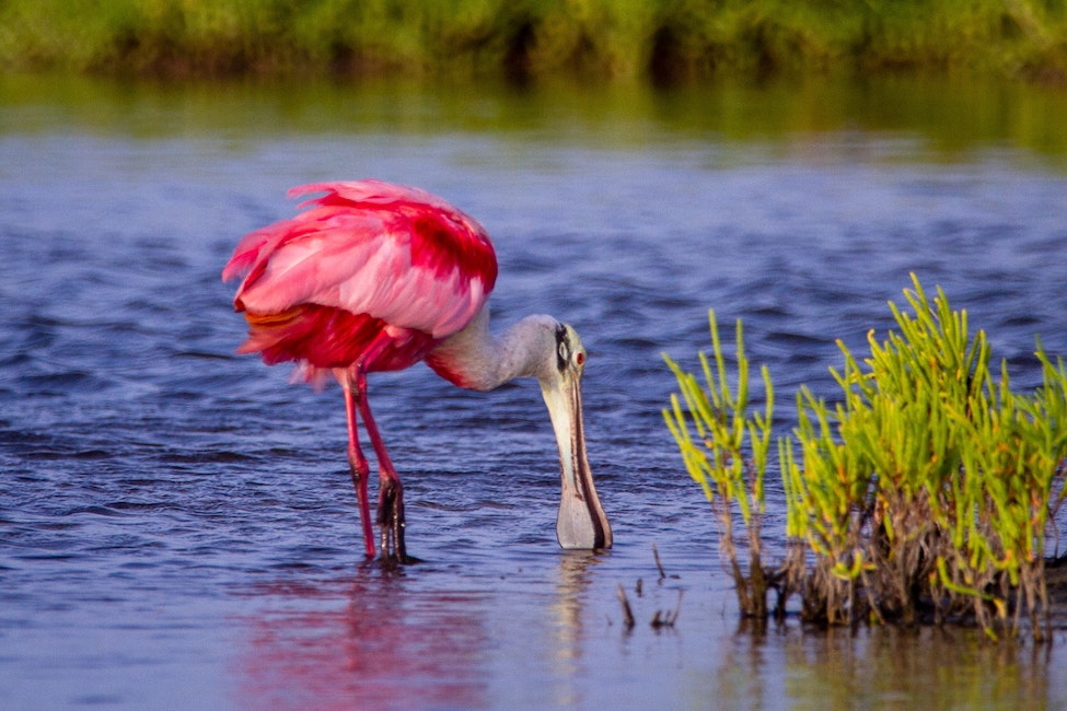 Bird watching is a fun winter activity in Port Aransas, TX